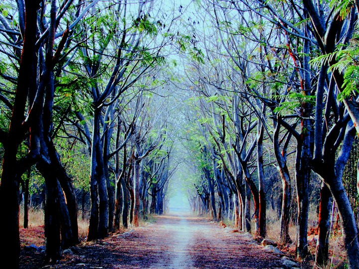 nature