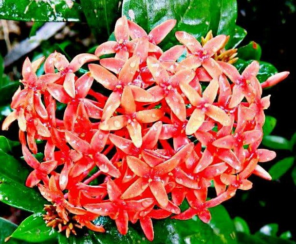flowers