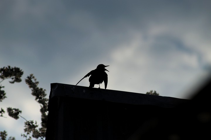 bird