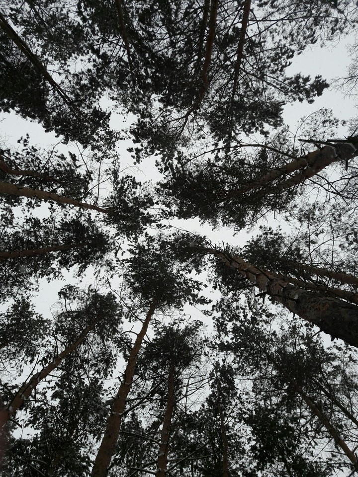 лес