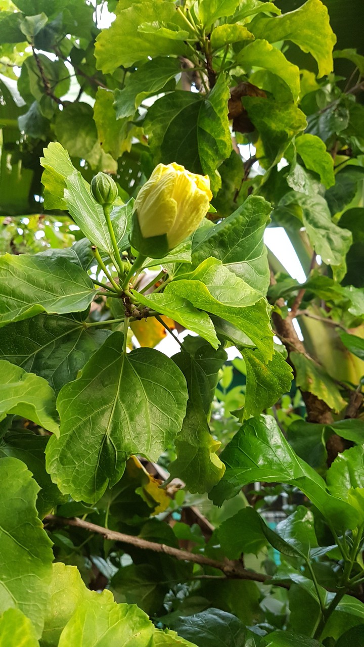 botones de clavel