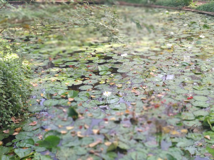 lotus