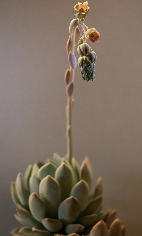 tapety stonecrops, echeveria