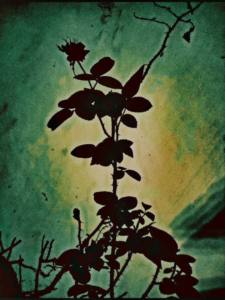 shadow