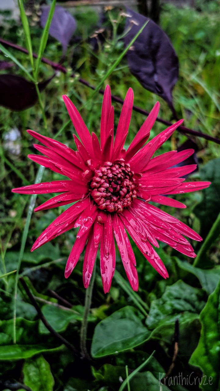 Flower colorful
