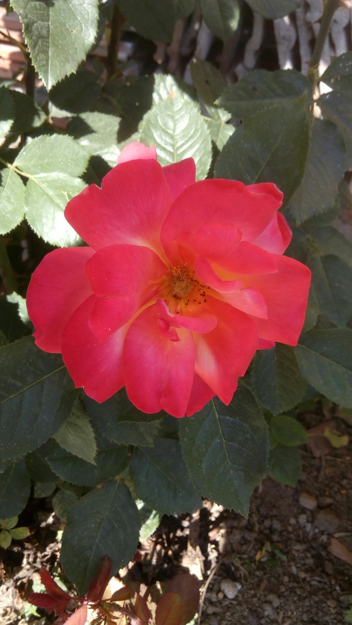 rose