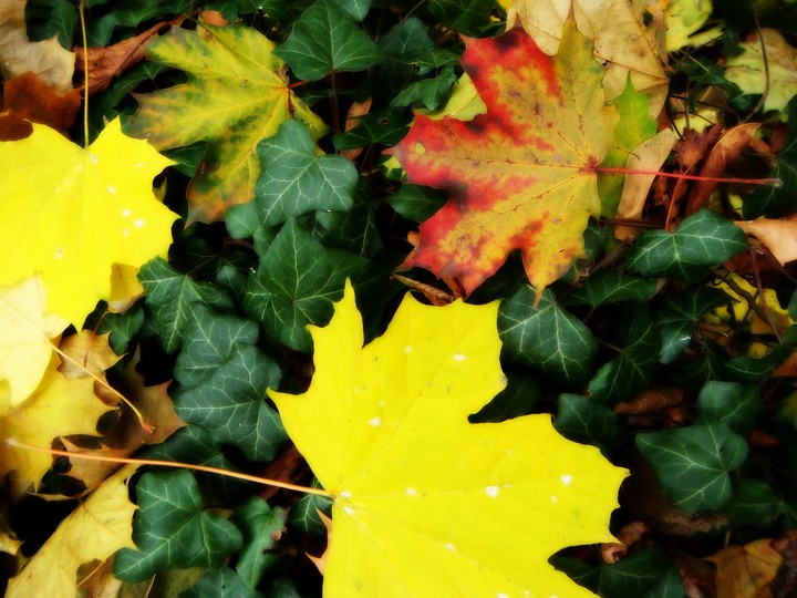 my autumn