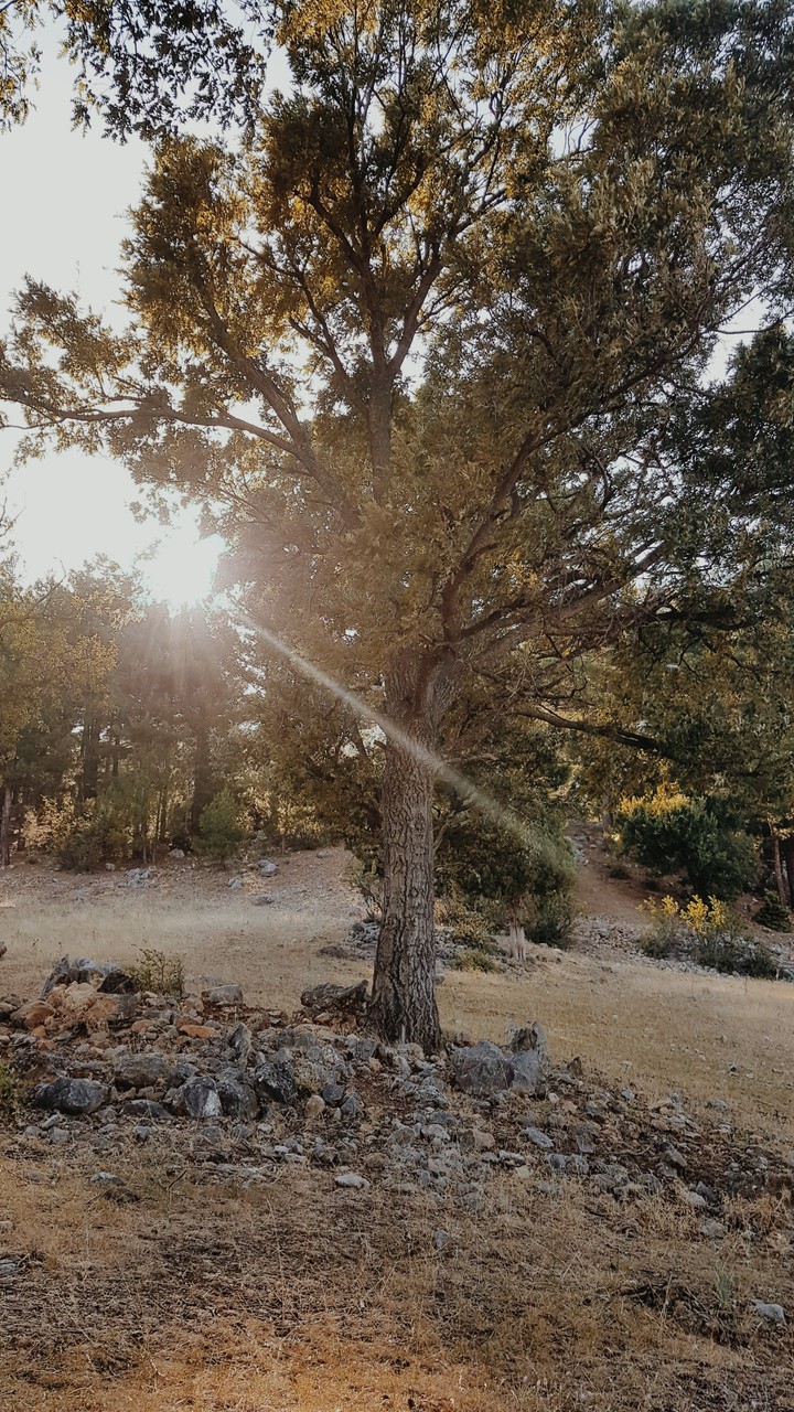 Way of Sun