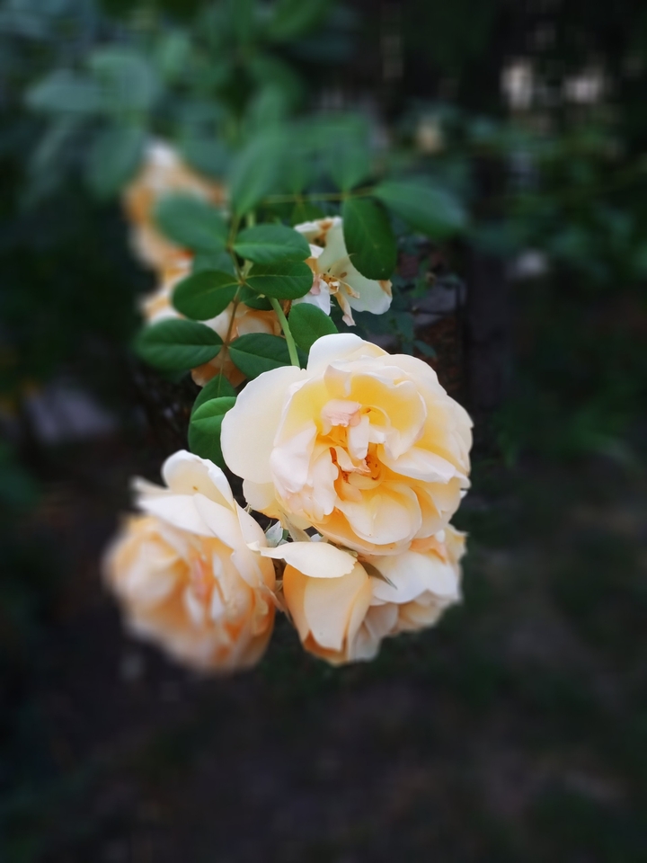 Yellow Roses