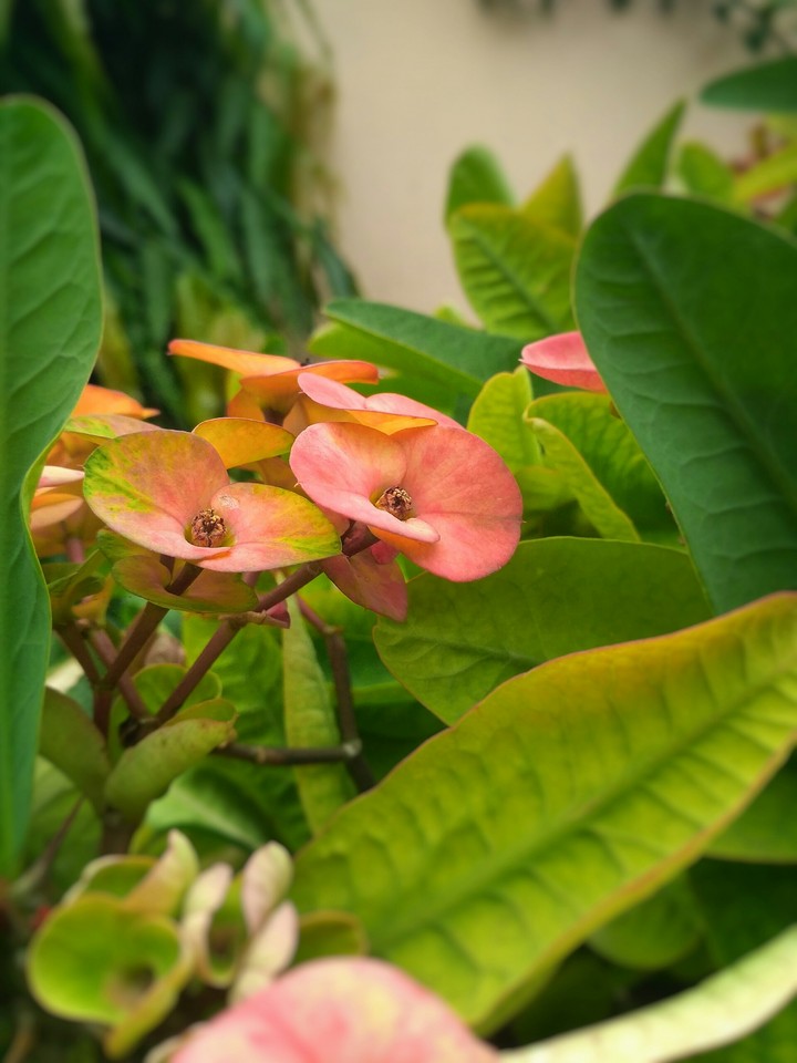 Leaves and flowers