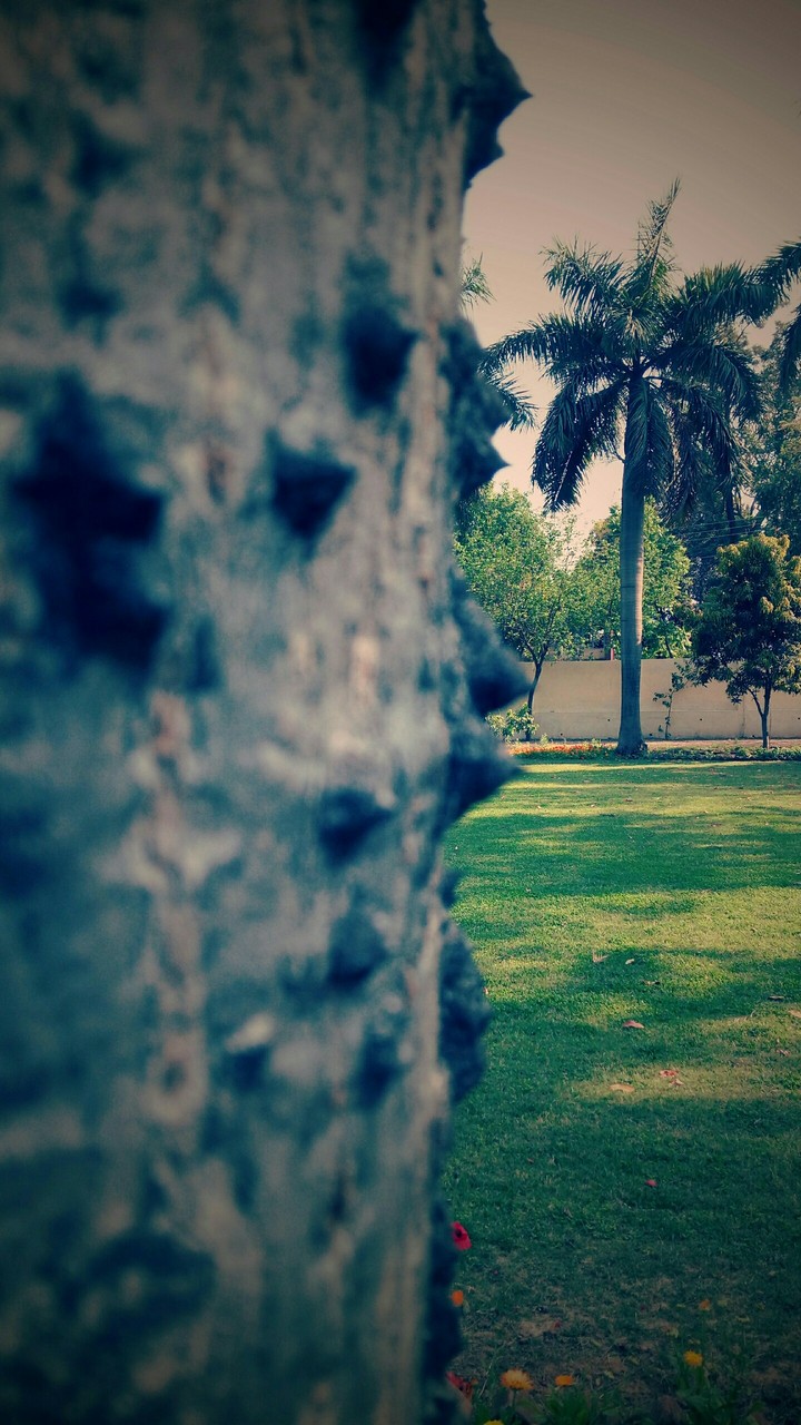 Behind the tree