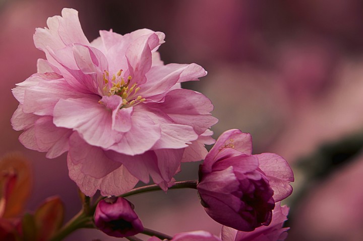 pink flower