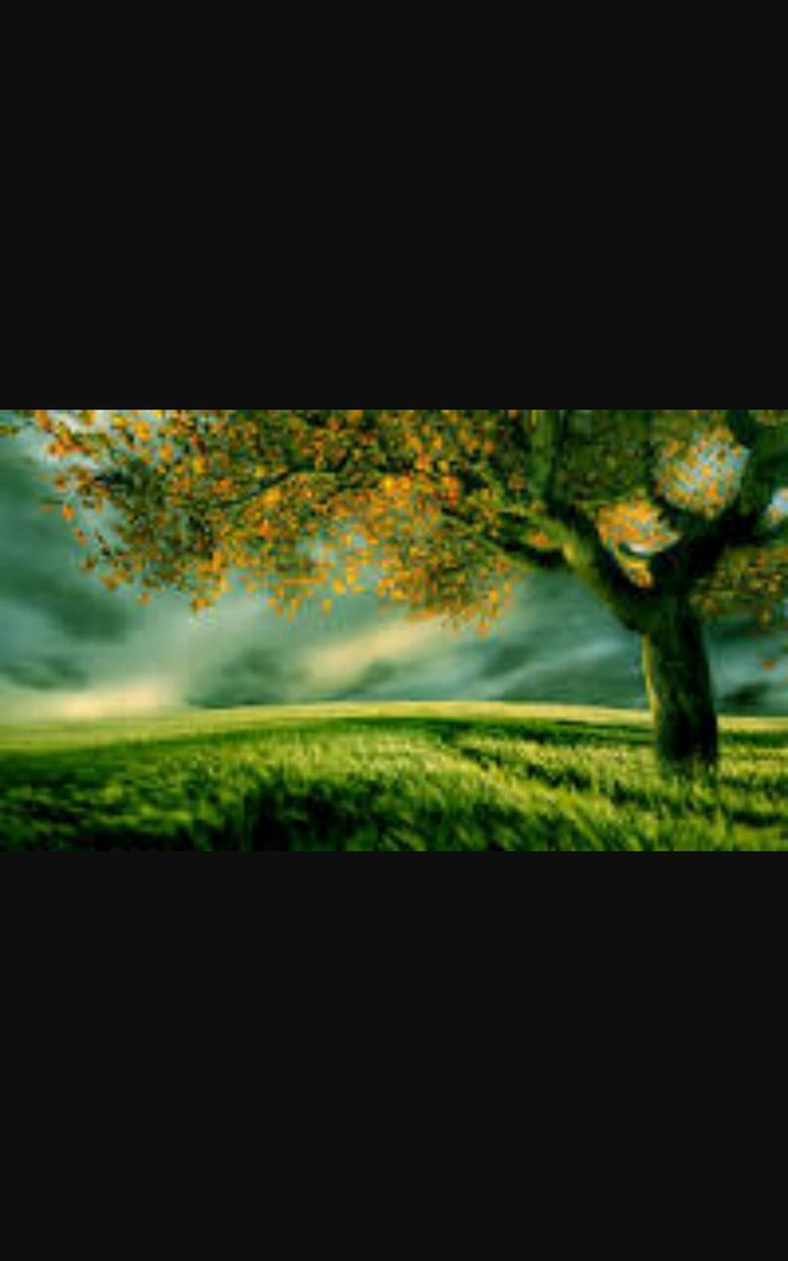 tree