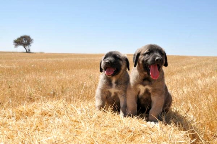 dis puppy is Sivas dogs :)