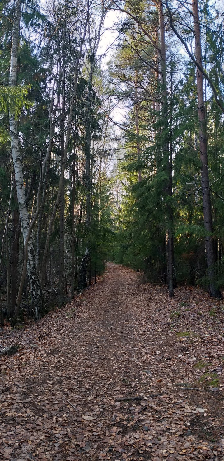 forest walkway