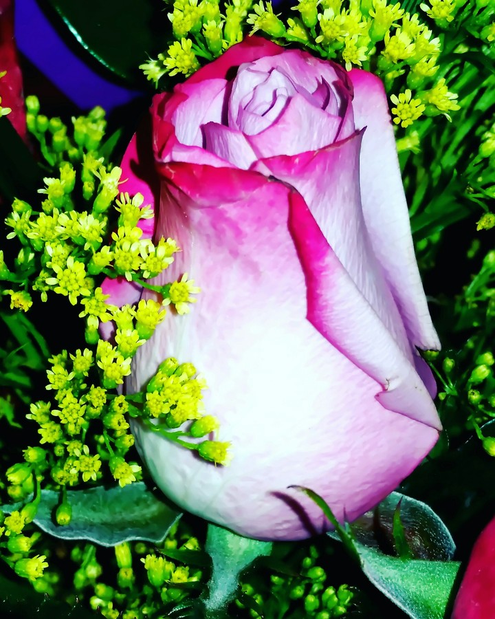 pink rosebud