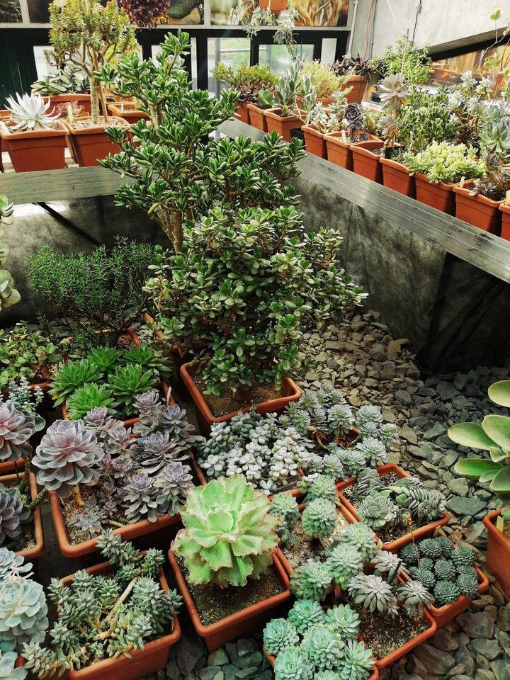 Succulents
