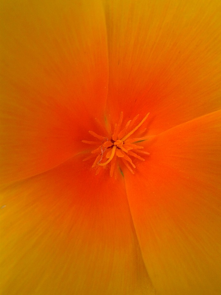 wild flower orange