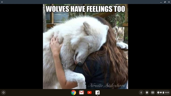 wolvea