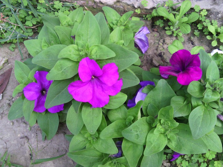 flower