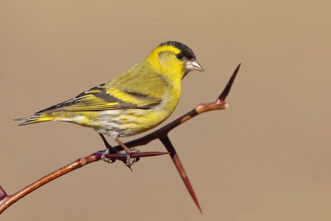 sfondi finches, carduelis