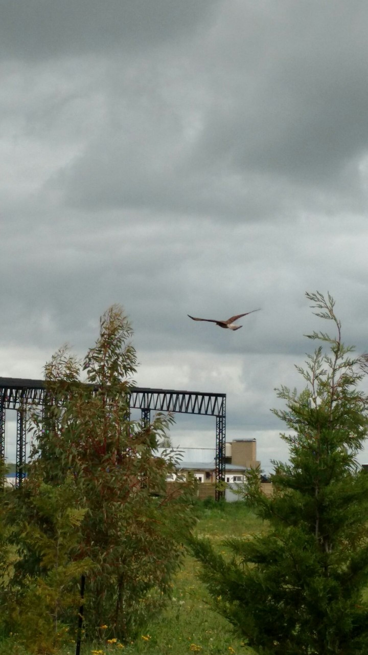 vuelo