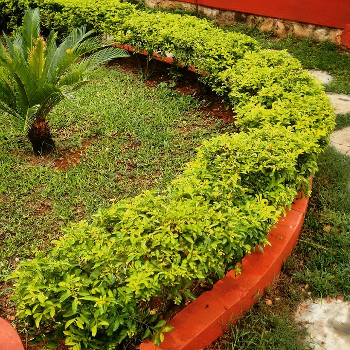 Green Grass