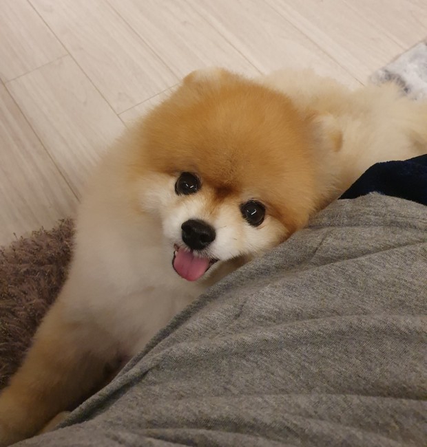 pomeranian