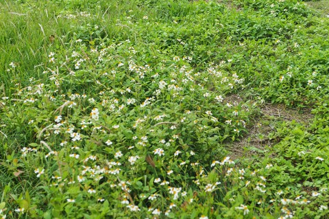 tapety groundcover, meadow