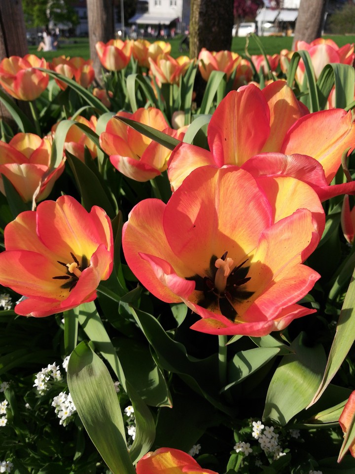 Tulips