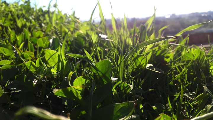 Grass