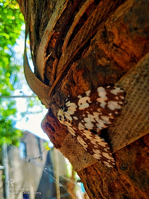 adaptation, trunk wallpapers