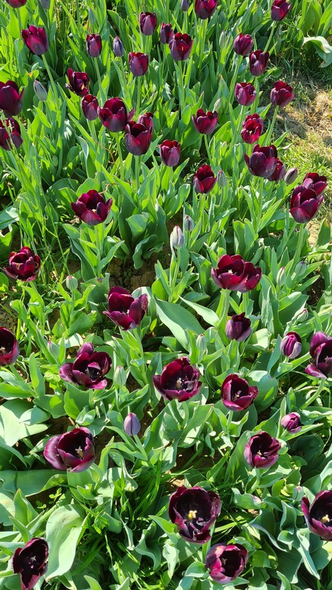 plant, magenta duvar kağıtları