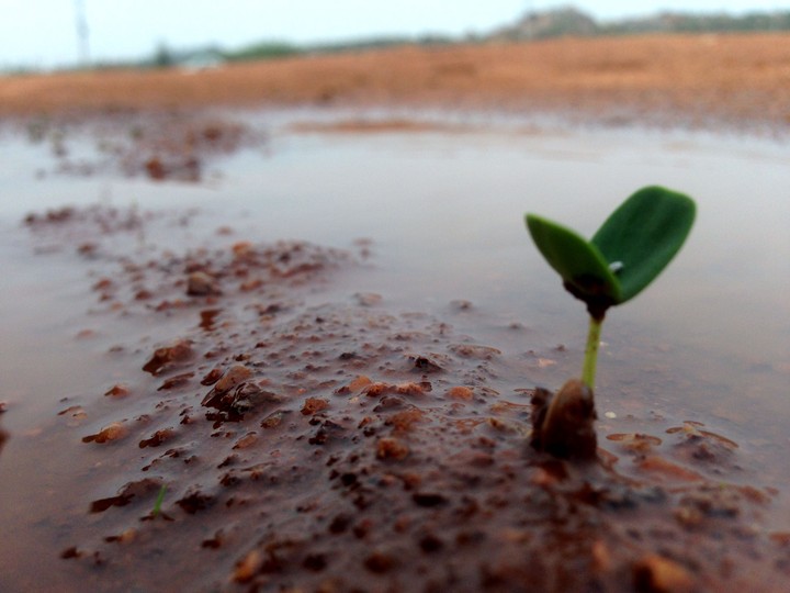 Leaf