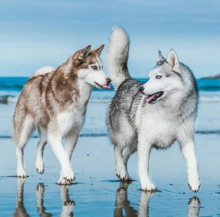 Husky