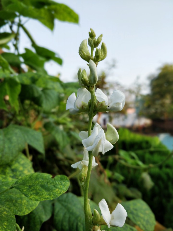 Pea Pod Flower