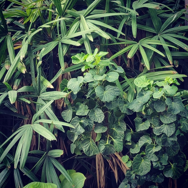 Greenish Morning