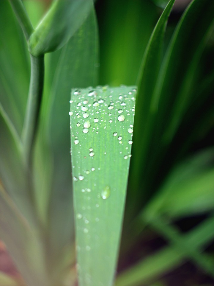 After the rain