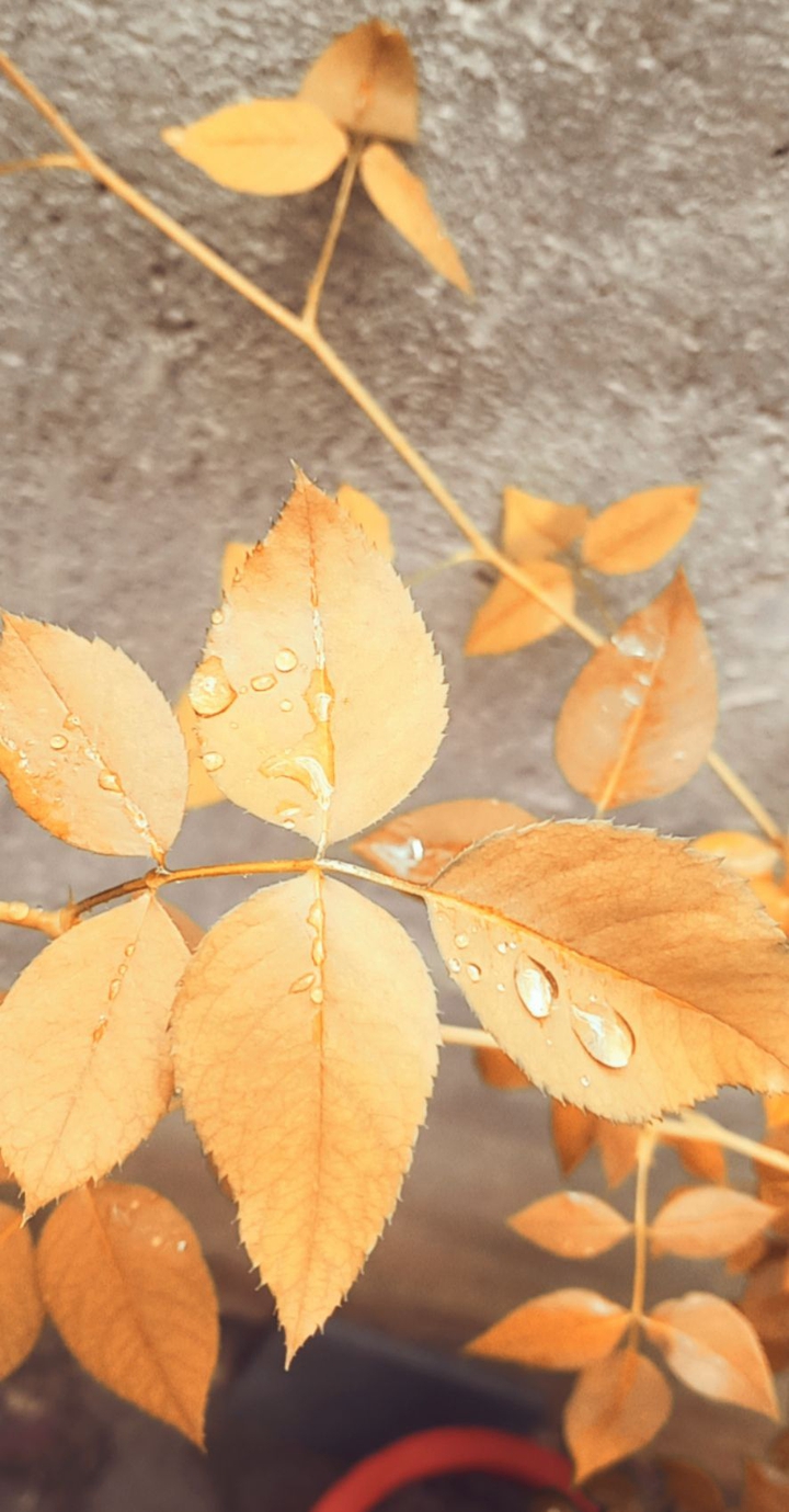 after rain