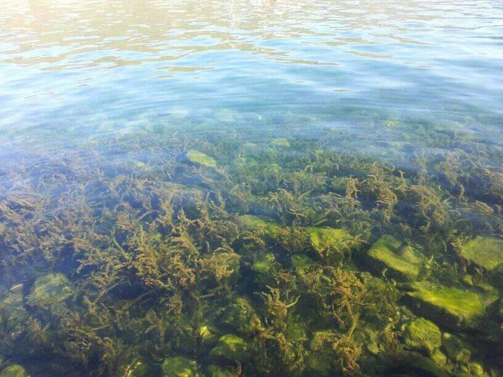lake forest