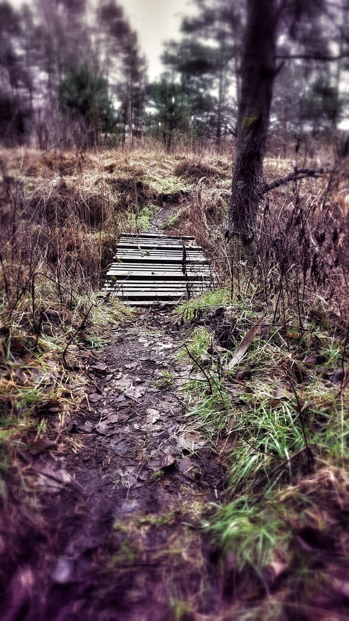 Way in forest