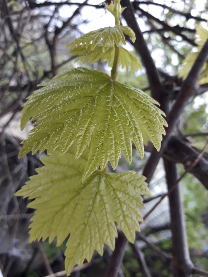 leaf