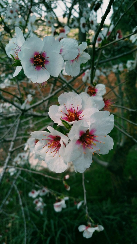 Blossom