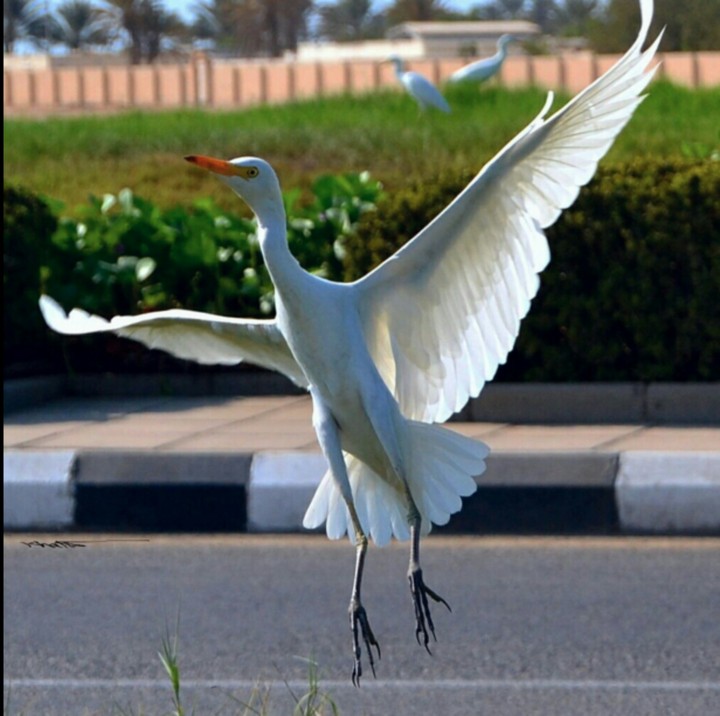 iam free like a bird  ^_^