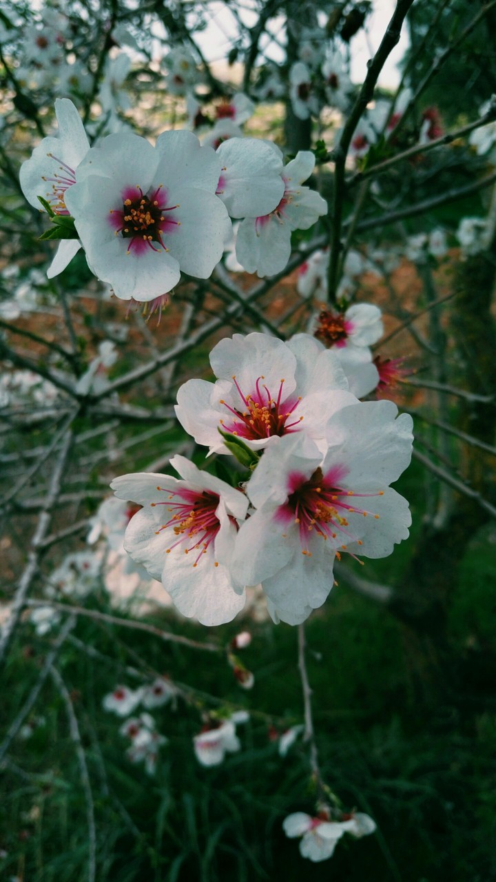 Blossom