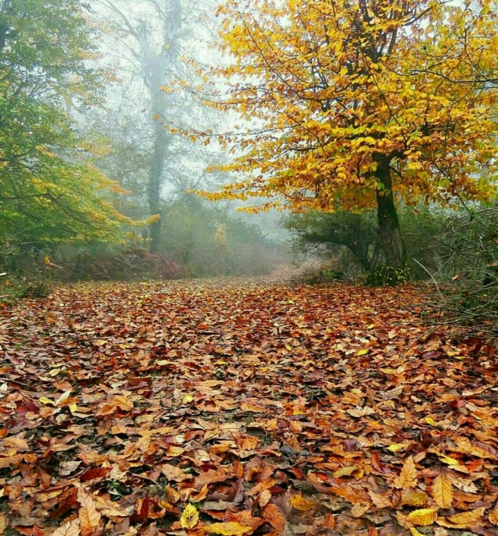 IRAN- autumn