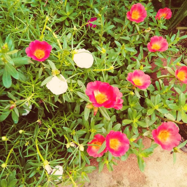 Beautiful
