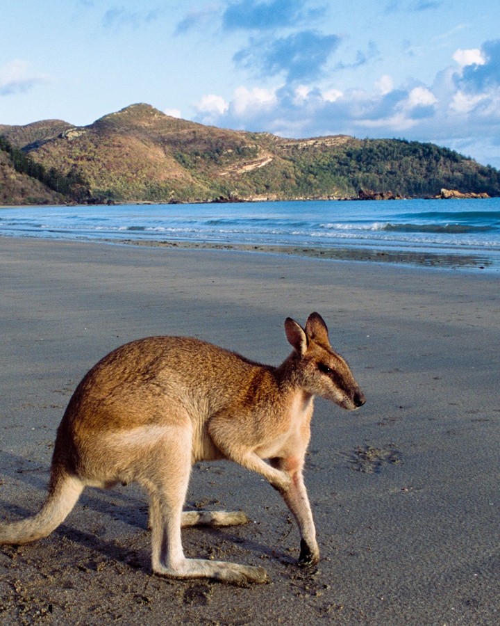 Aussie