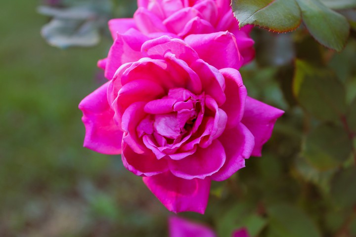 rosie