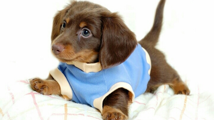 Cute Dog